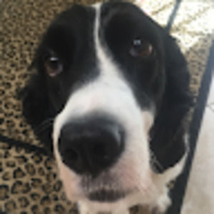 Meet your Posher, Justin